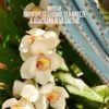 Sol de Janeiro Refresco Paraíso Perfume Mist Limited Edition